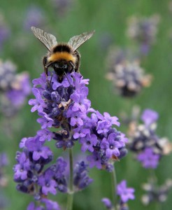 Bees in the Rose Gardens 28-07-2011 by Karen Roe via Flickr.